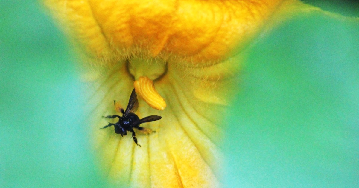 Hand Pollination Techniques for Giant Pumpkins