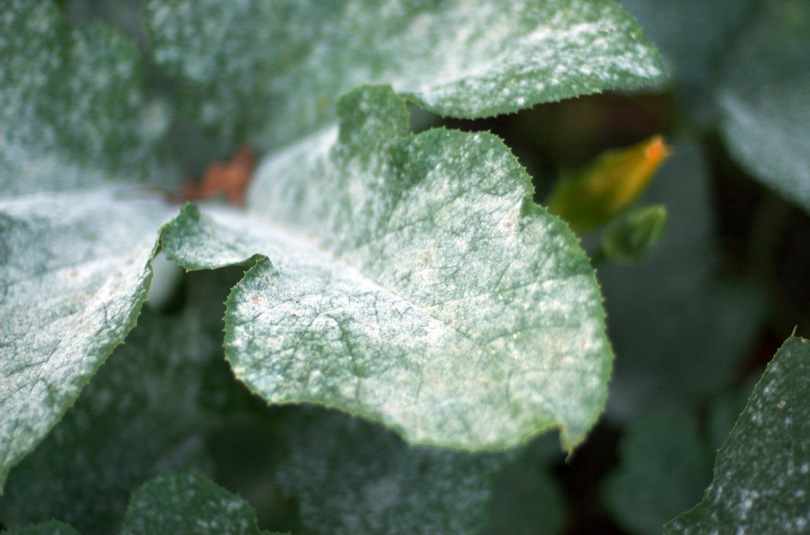 Powdery Mildew: Prevention & Treatment