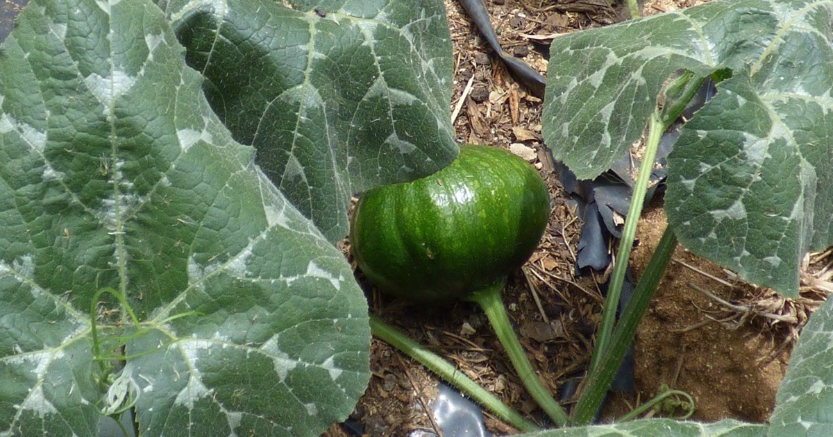 Building a Pest Scouting Program for Your Giant Pumpkin Patch