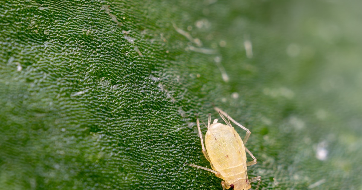 Secondary Pests: Aphids, Cutworms & Whiteflies