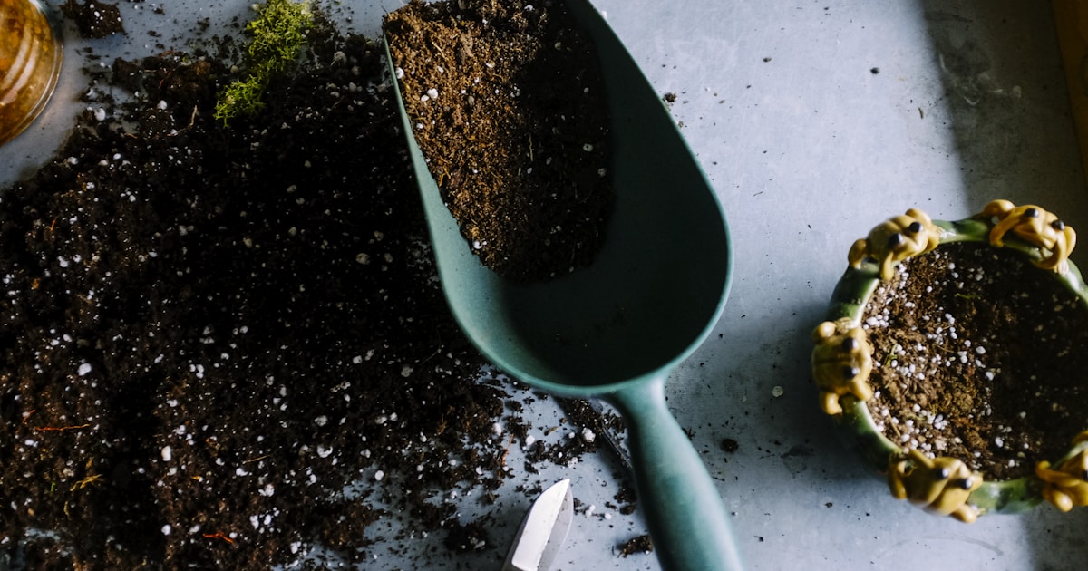 Starting Giant Pumpkin Seeds Indoors