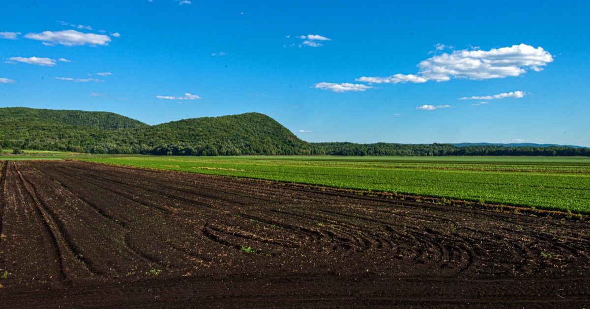 Soil Preparation & Fertilizer Schedule