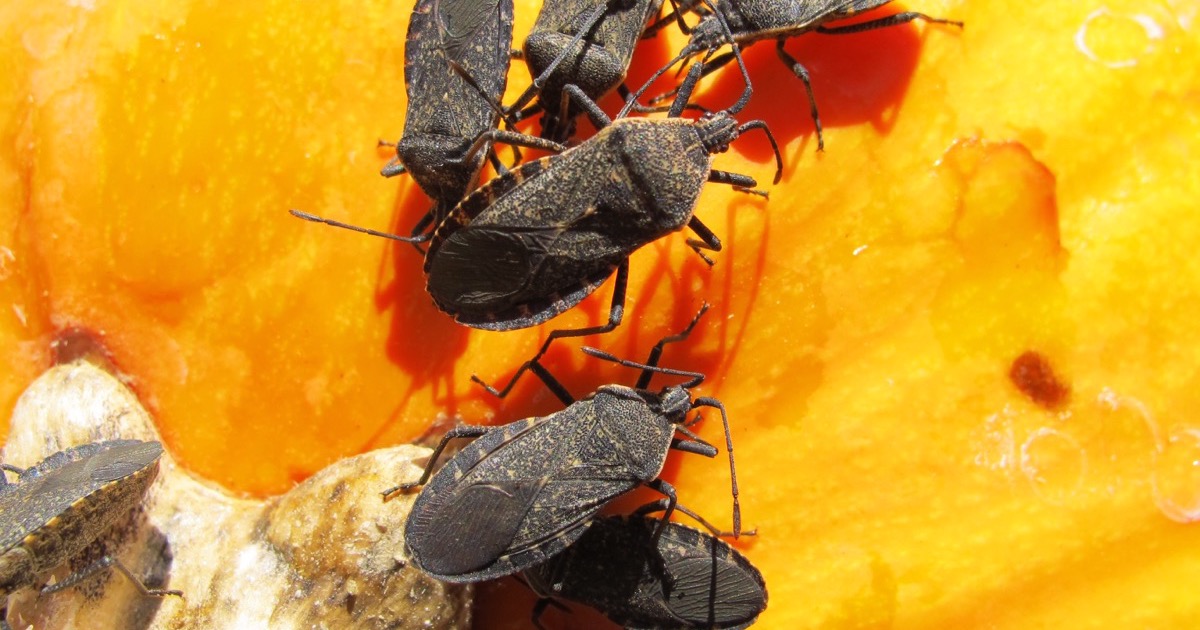 Squash Bugs: Identification, Scouting & Control