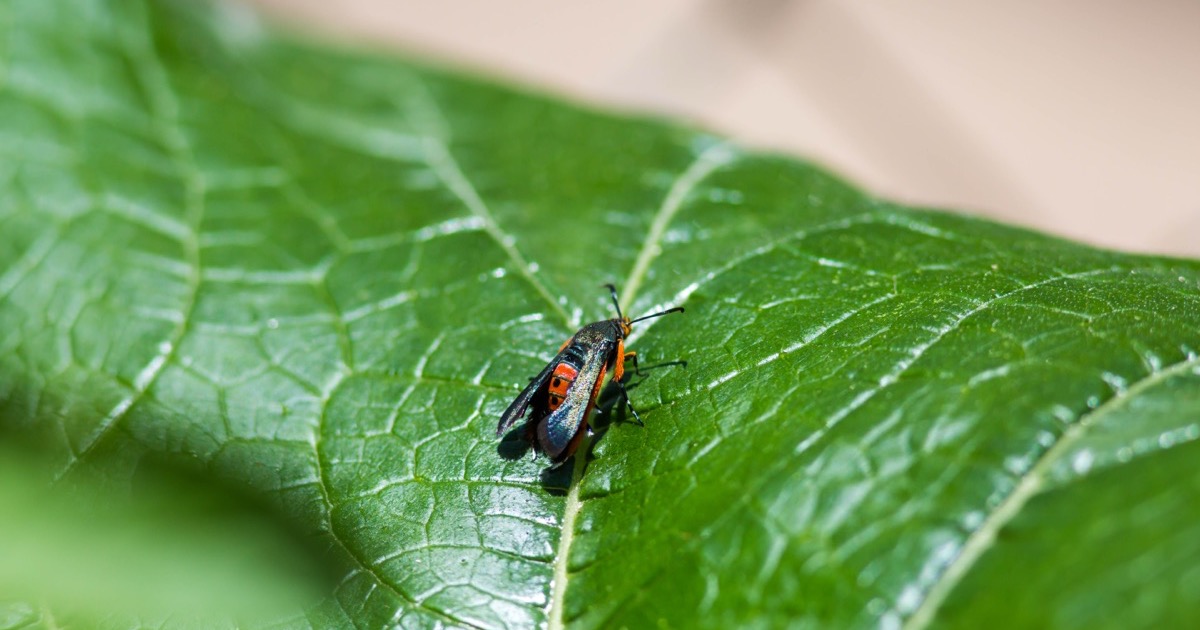 Squash Vine Borers: The #1 Threat to Giant Pumpkins