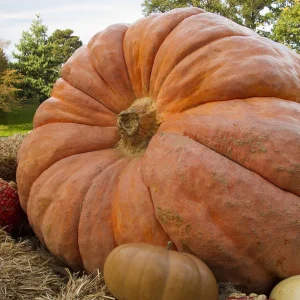 Atlantic Giant Pumpkin